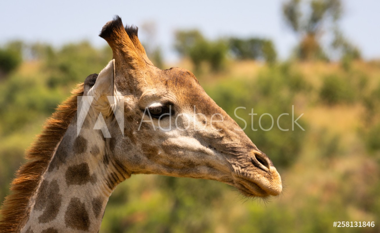 Afbeeldingen van Giraffe portrait